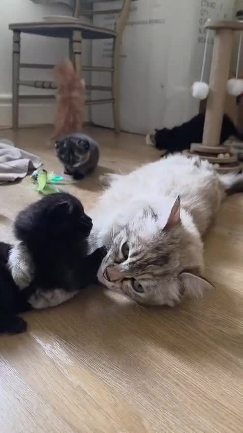 Mixed Breed cats for sale: Beautiful Fluffy Tortoiseshell Female Kitten - Video 4