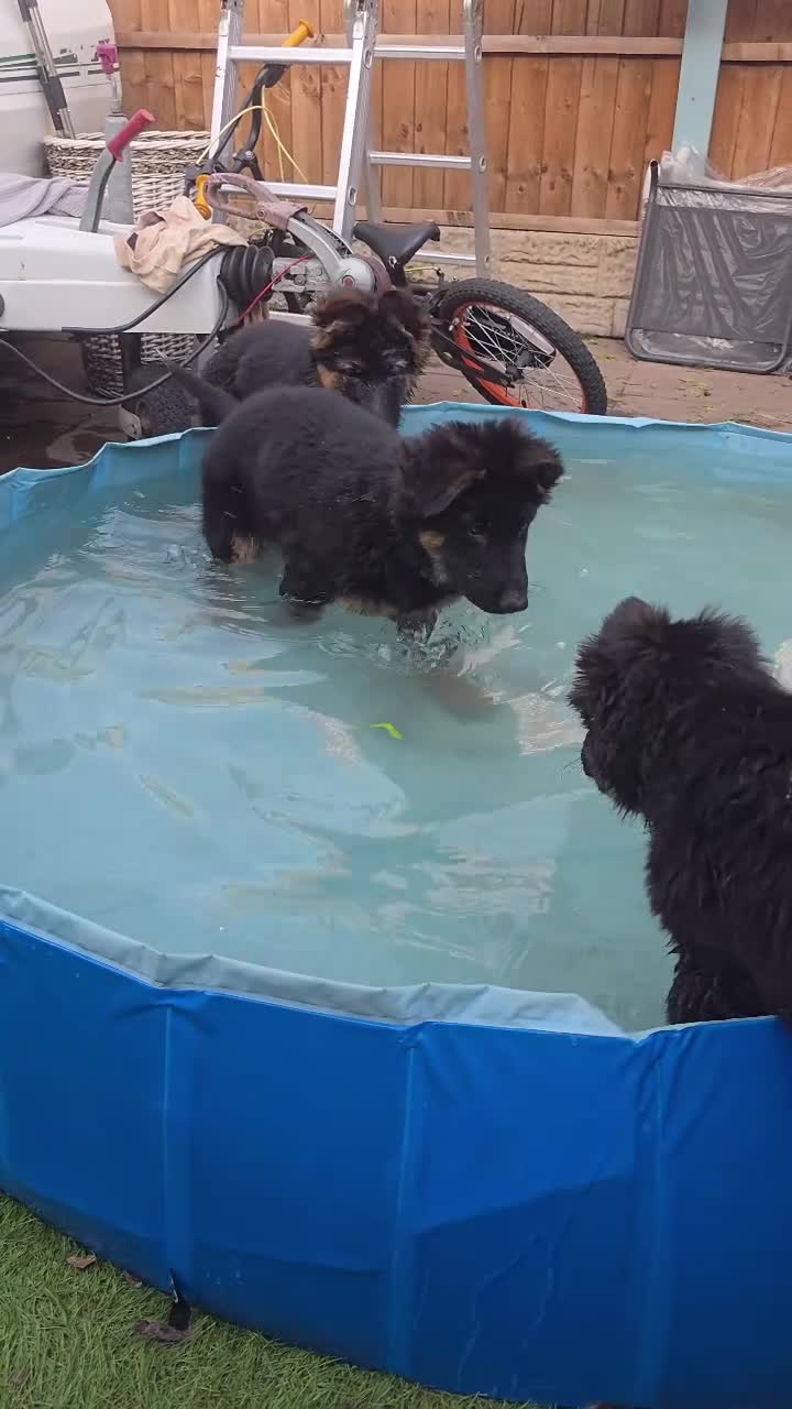German Shepherd dogs for sale: Last GIRL LEFT!Long haired German Shepherd - Video 1