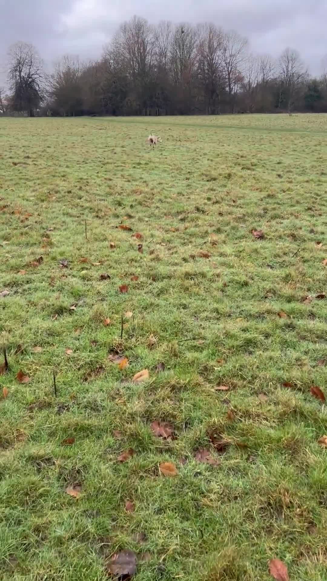 Labrador Retriever dogs for sale: Buddy - Video 1