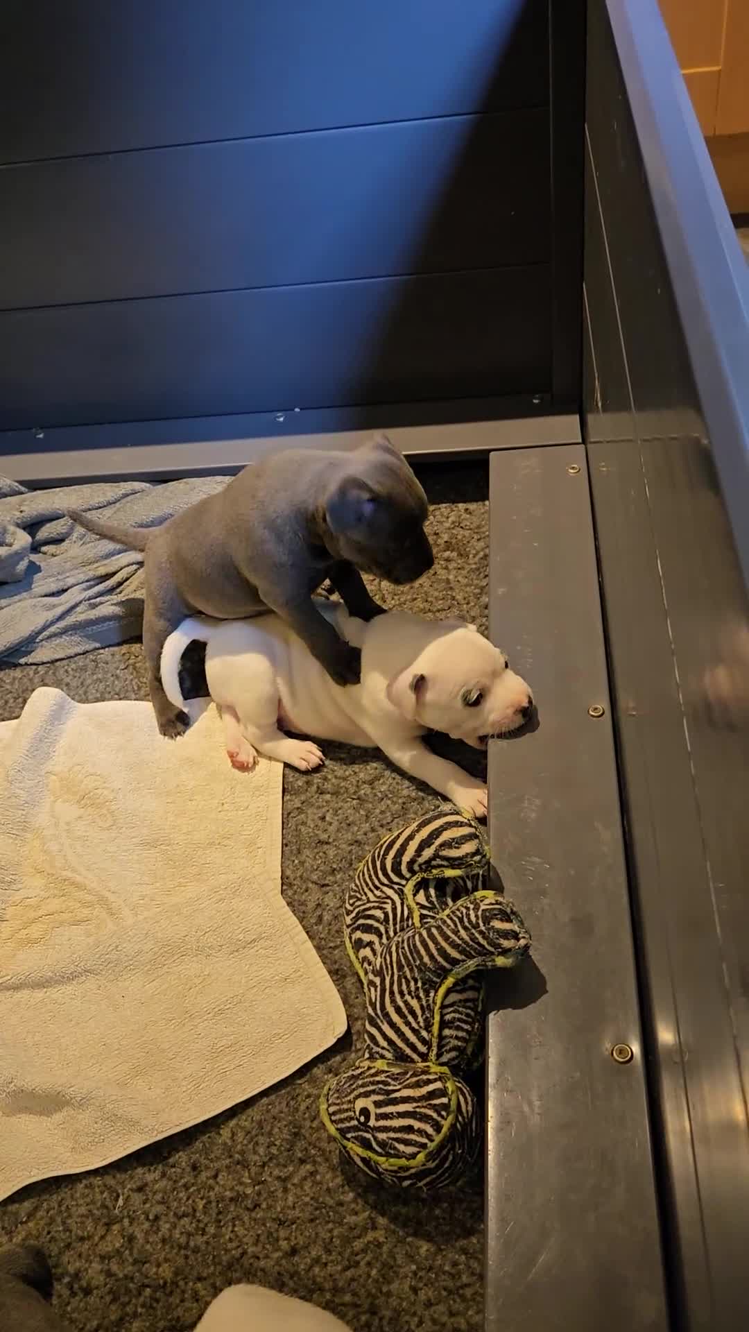 Staffordshire Bull Terrier dogs for sale: VERY RARE WHITE BLUE PIED & BLUE/WHITE SBT'S - Video 4