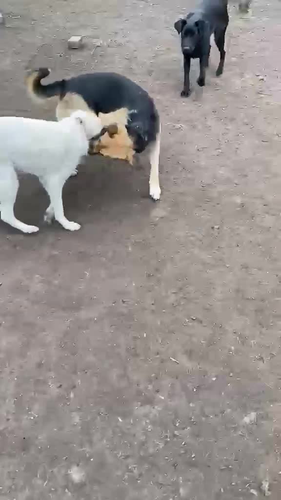 Mixed Breed dogs for adoption: ❤️BELLA 14 month, Full of Love, Joy and Life 🐶❤️ in Burton-on-Trent - Video 2