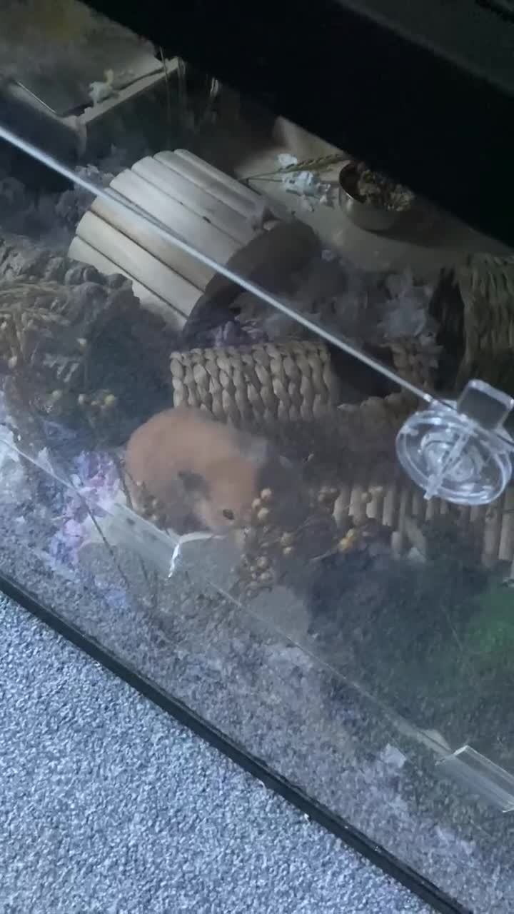 Hamster rodents for sale: Female Syrian Hamster - Judi  in Birmingham - Video 1