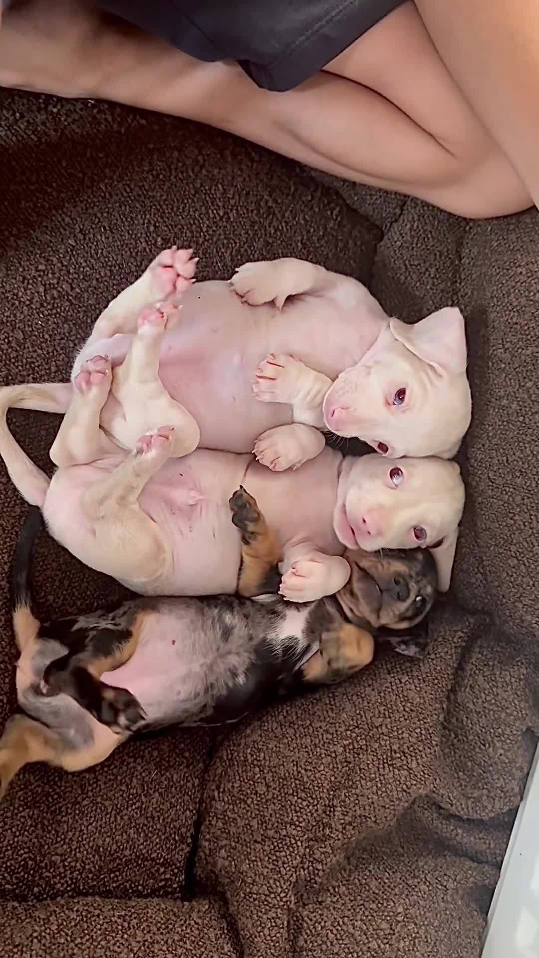 Miniature Dachshund dogs for sale: 🌸 Rare Pink mini dachshunds 🌸 - Video 4