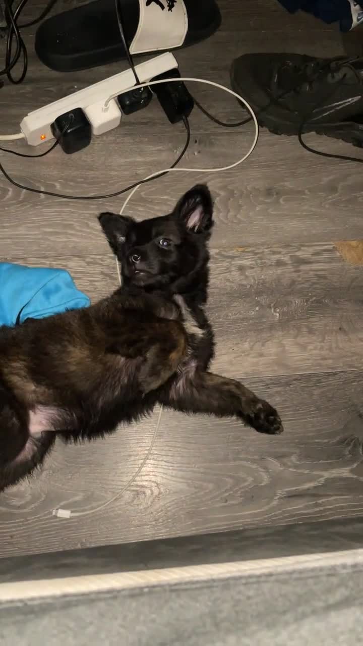 Mixed Breed dogs for sale: German shepherd x Dutch shepherd  - Video 1