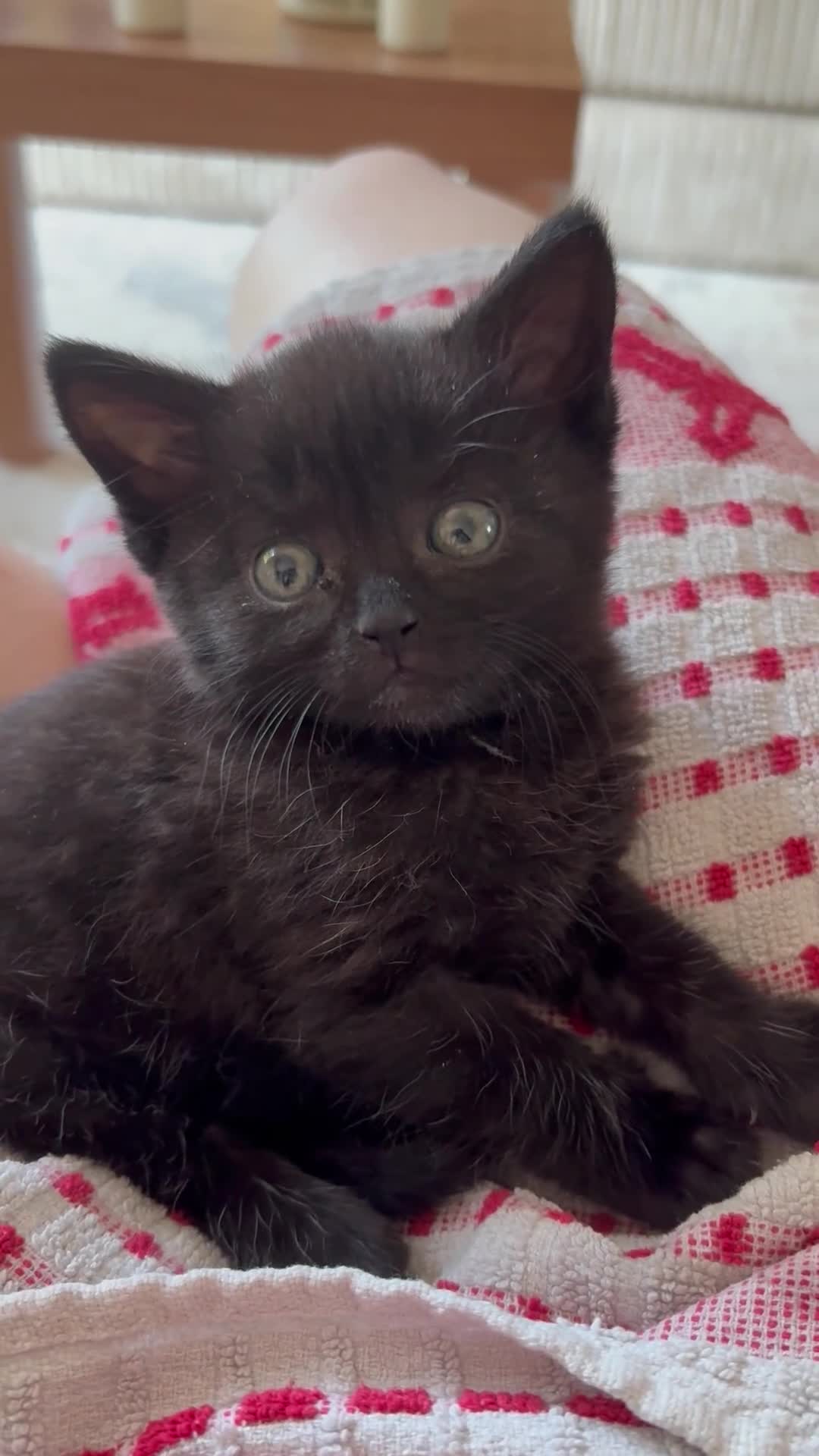 Mixed Breed cats for sale: 4 Black Kittens for Sale - Video 3