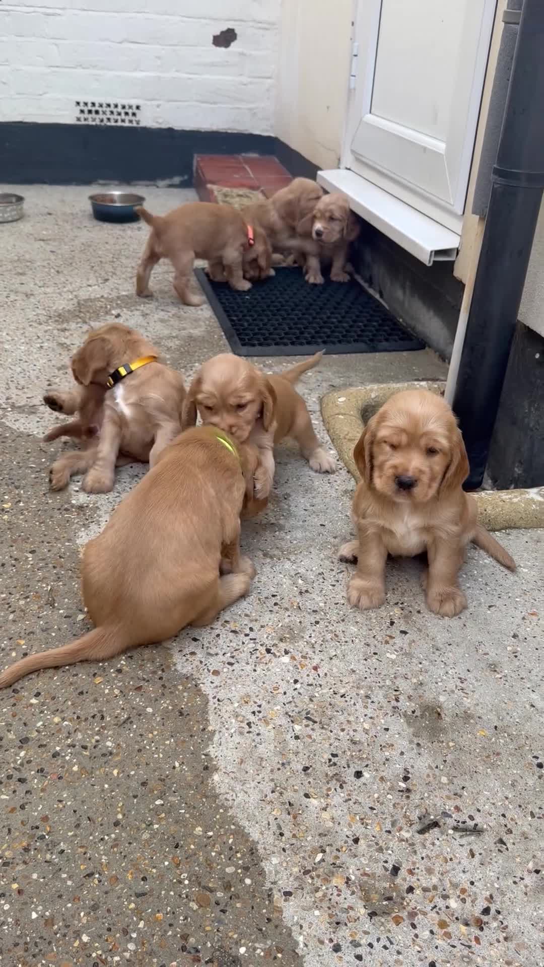 Cocker Spaniel dogs for sale: 🌟🌟🌟Beautiful English Gold Show Cocker Spaniel  - Video 1