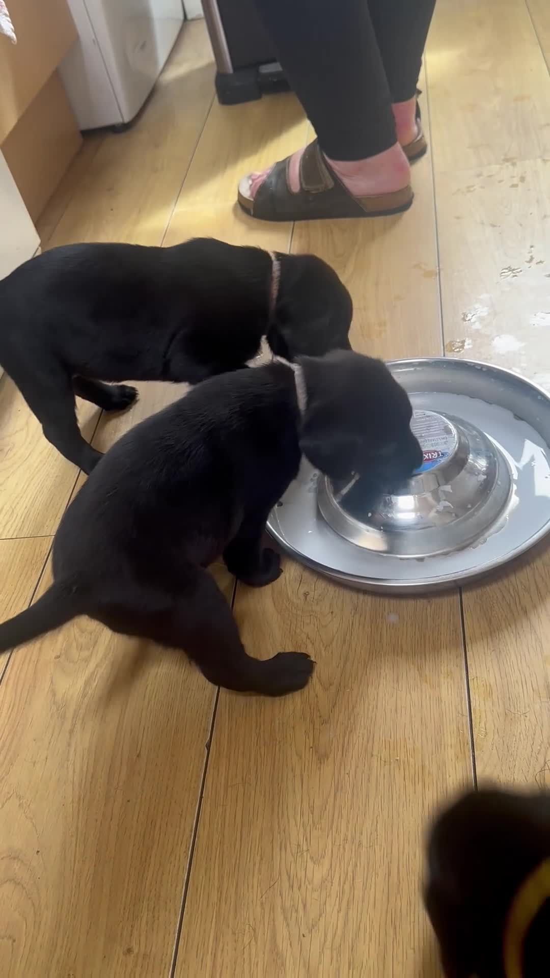 Labrador Retriever dogs for sale: Black & Fox Red KC Labrador Puppies - Video 2