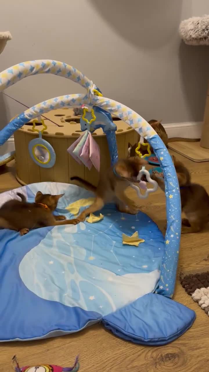 Abyssinian cats for sale: Abyssinian kittens  - Video 2