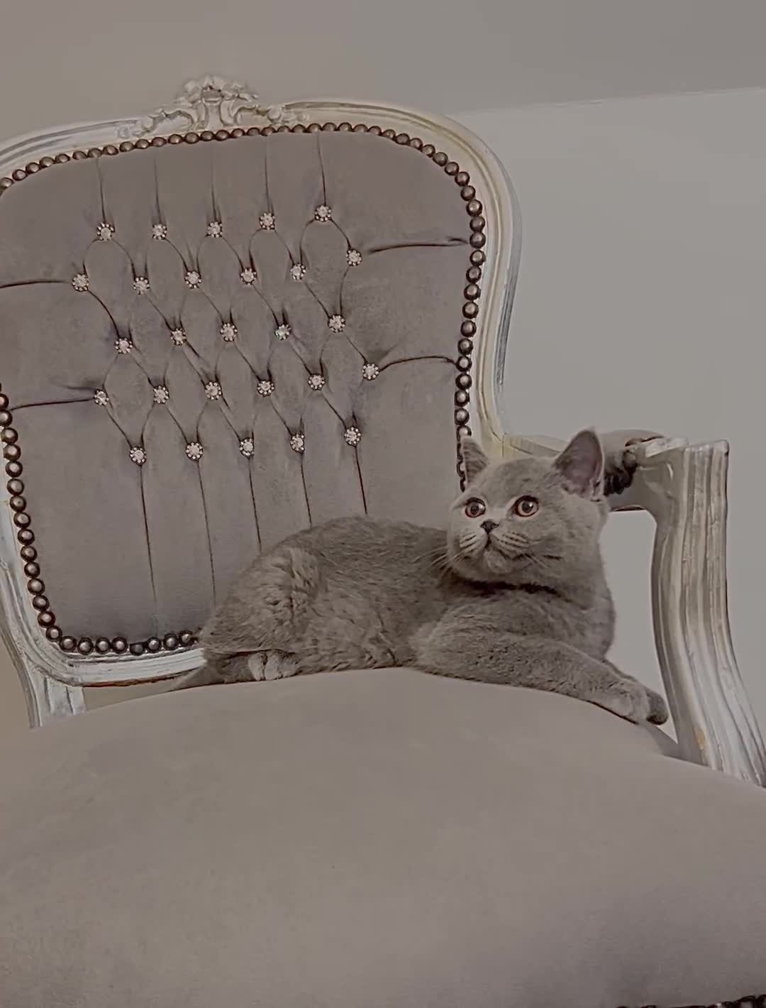 British Shorthair cats for sale: British blue shorthaired male & female kitten - Video 4