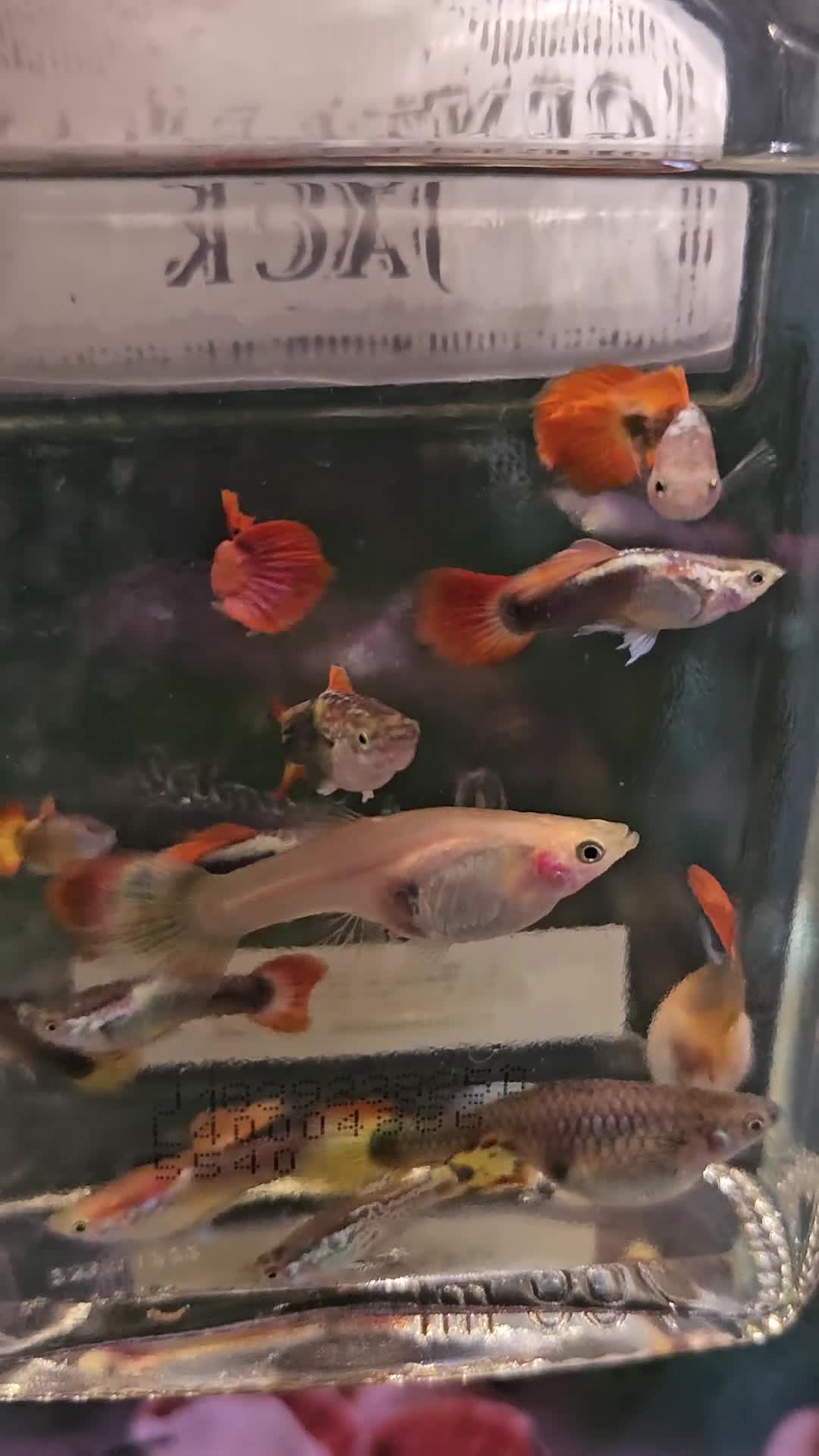 Cichlids fish for sale: Mixed Guppies  - Video 1