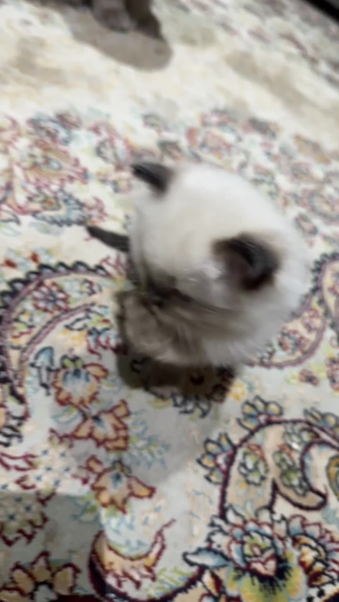 Ragdoll cats for sale: Pure Ragdoll Kittens – 8 Weeks Old–Ready in 2 Days - Video 3