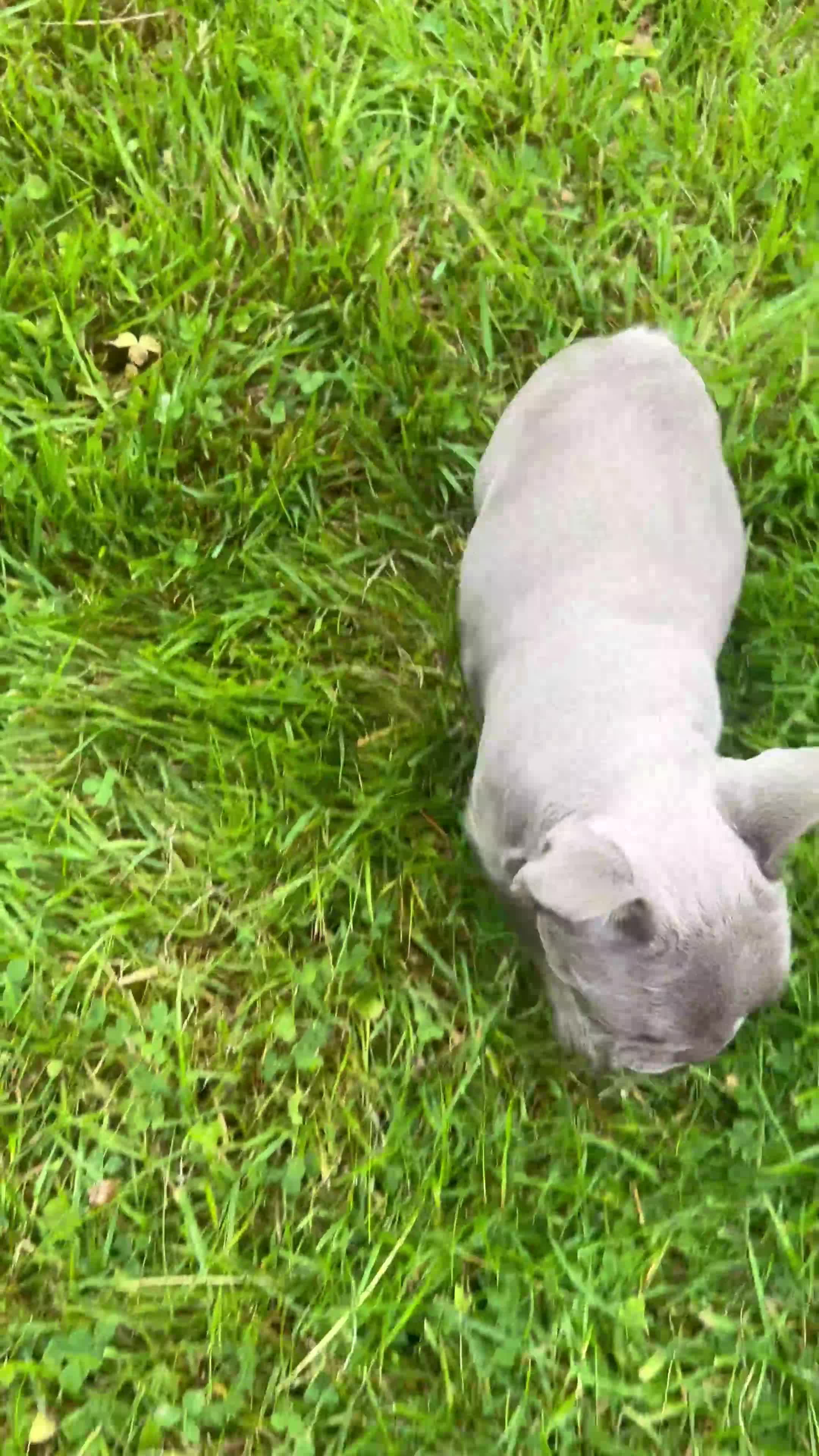French Bulldog dogs for sale: 2 girls looking for forever home - Video 3