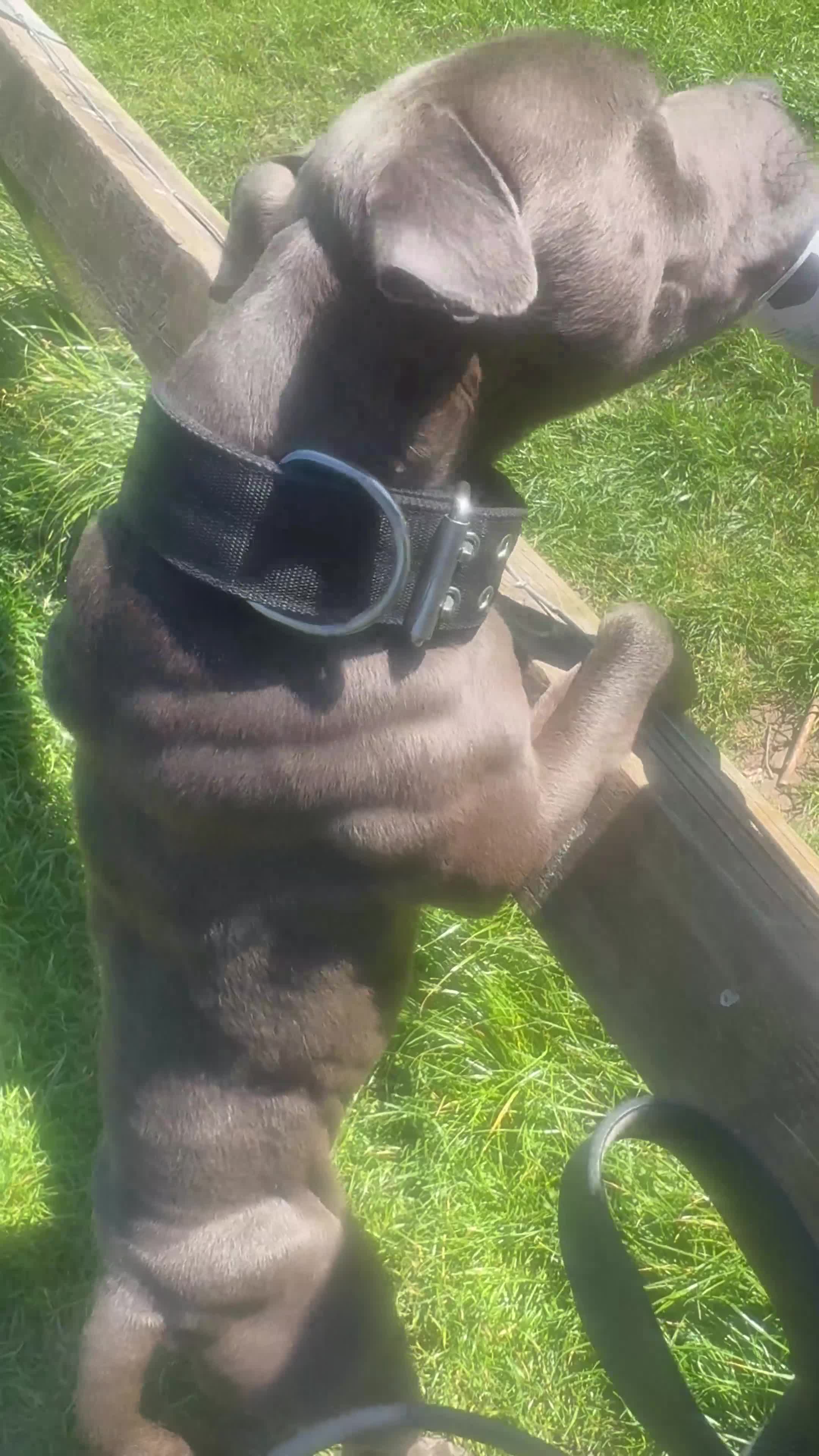 Staffordshire Bull Terrier dogs for stud: BULLET THE STAFFY - Video 2