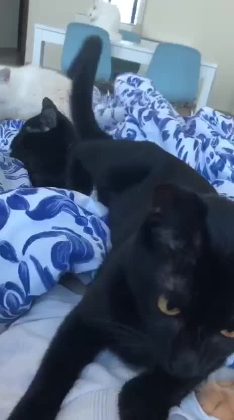 Mixed Breed cats for adoption: ROXY ELLA HEALTHY CUDDLY SPAYED VACCINATED MICROCH - Video 1