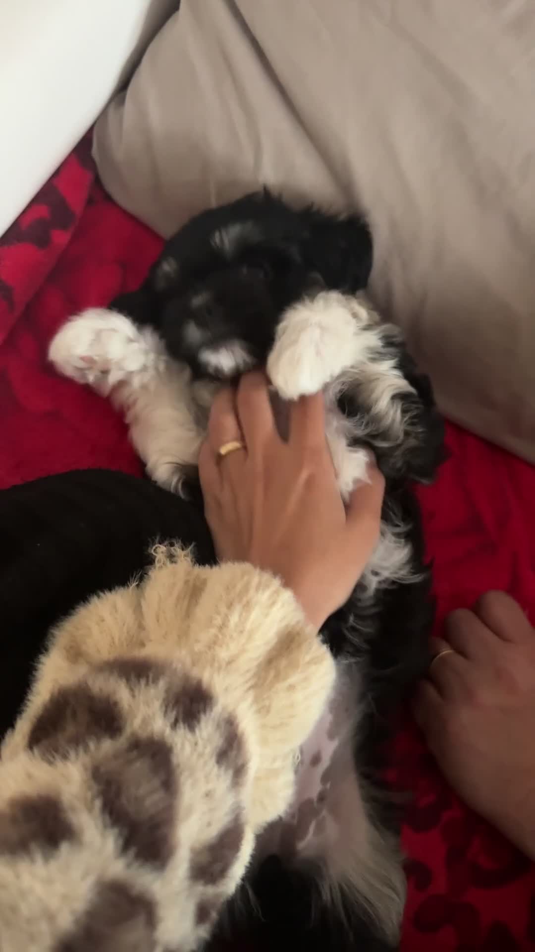Malshi dogs for sale: Little Puppy - Video 1