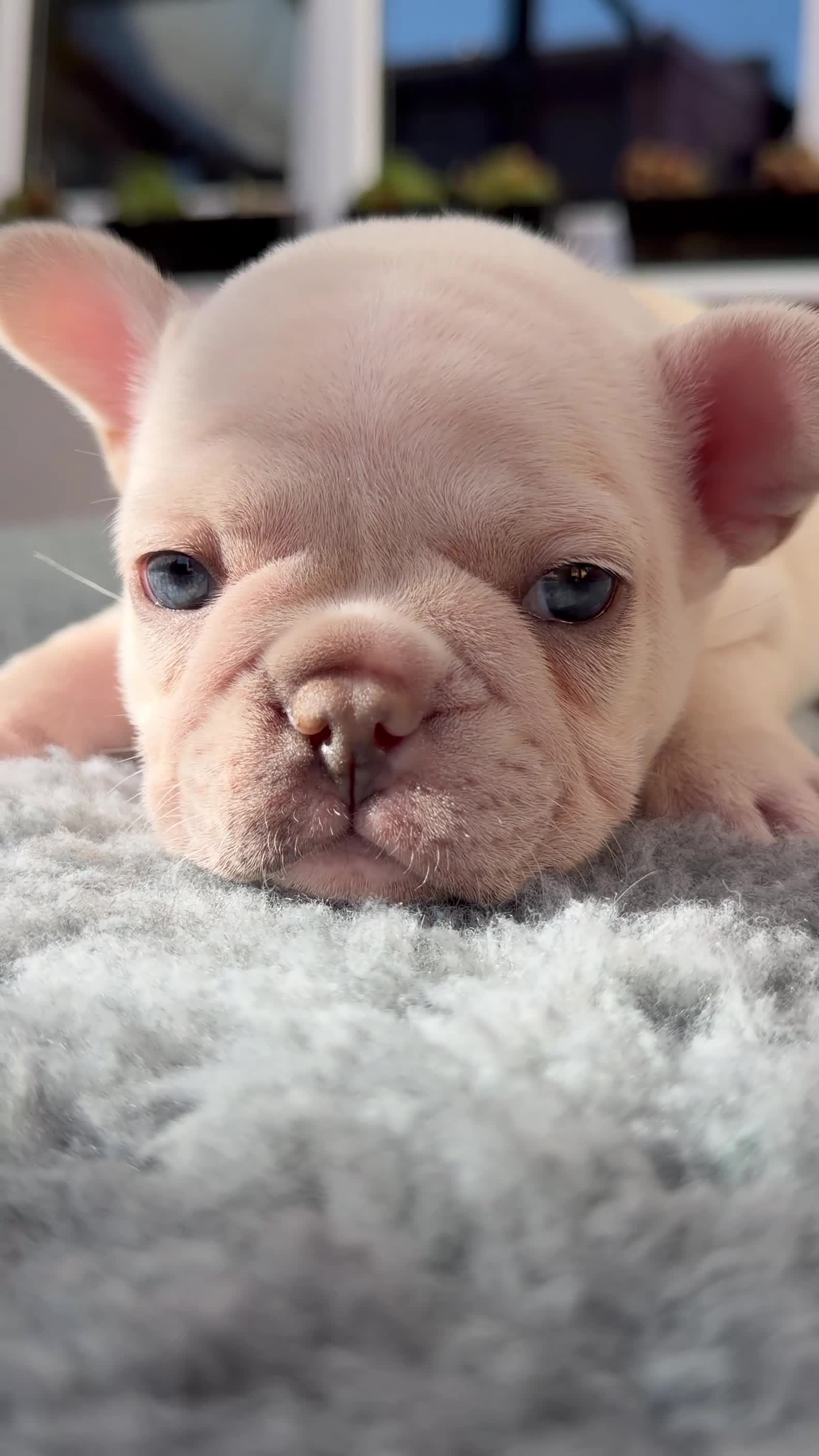 French Bulldog dogs for sale: Platinum & Fawn KC Registered Frenchie Puppies - Video 2