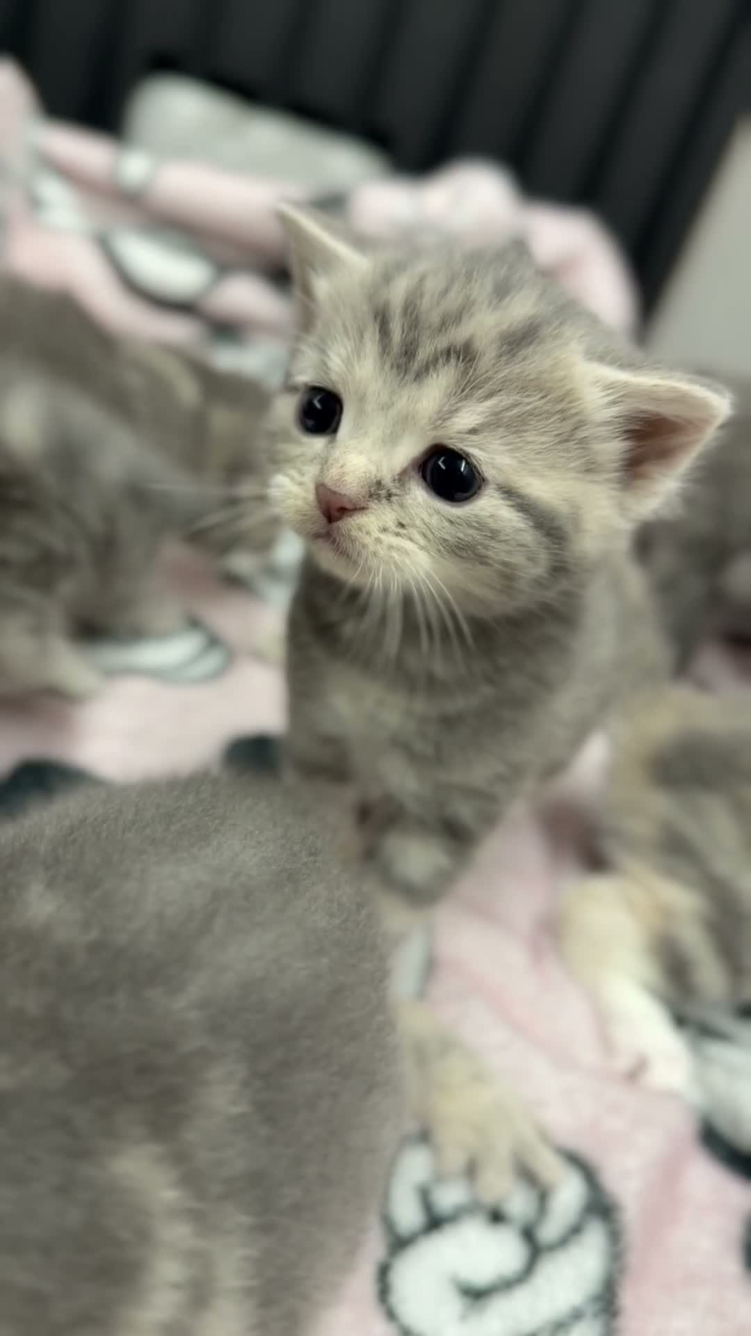 British Shorthair cats for sale: 🐾 Five Beautiful British Shorthair Kittens 💕 - Video 3