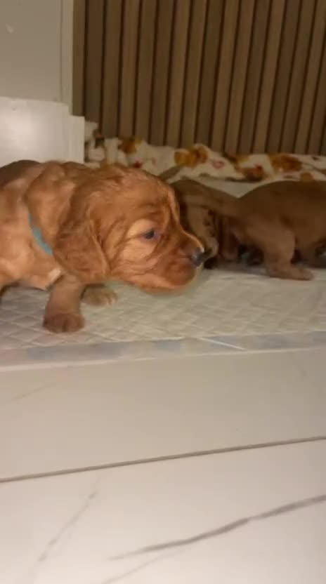 Cockapoo dogs for sale: 5 Stunning fox red Cockapoos (health tested) - Video 2