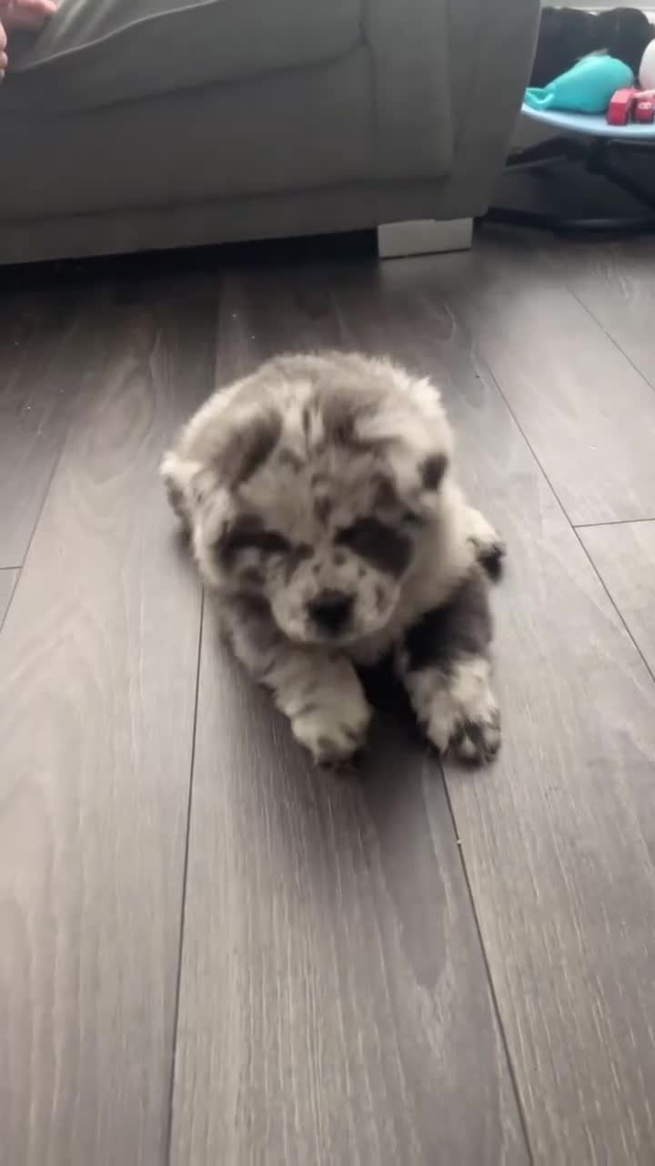 Chow Chow dogs for sale: Beautiful merle chow chow puppy  - Video 1