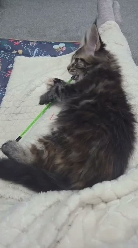 Maine Coon cats for sale: 🌟 1 Stunning Torbie girl left 🌟 TICA reg'd🌟 - Video 3