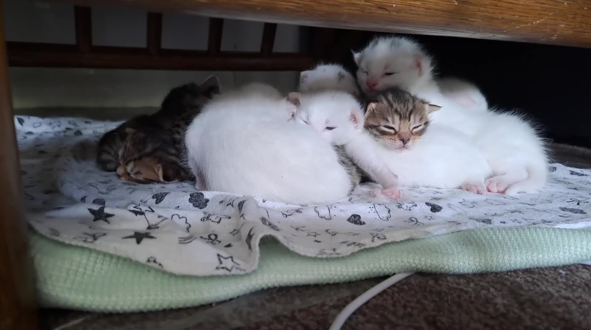 Bengal cats for sale: 1 All white stunning female kittens for sale - Video 2