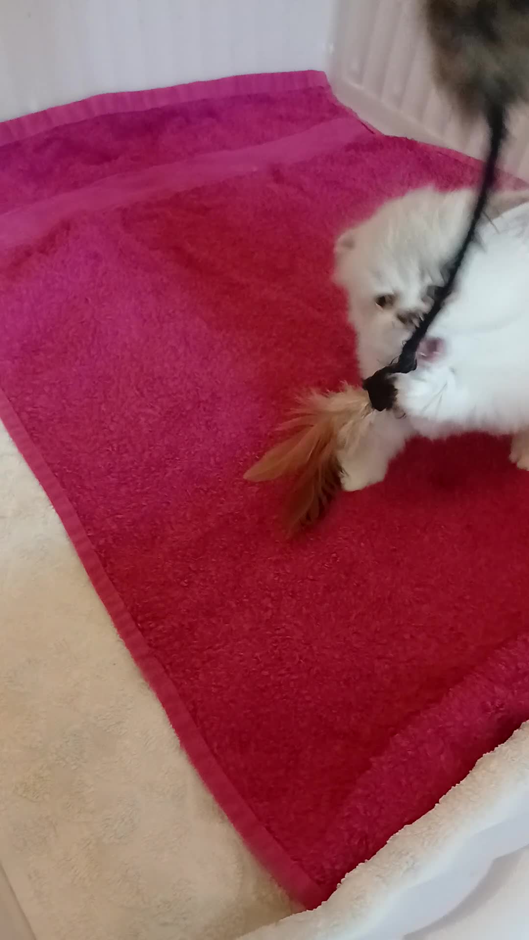 Persian cats for sale: White and chinchilla pure doll faced Persian  - Video 1