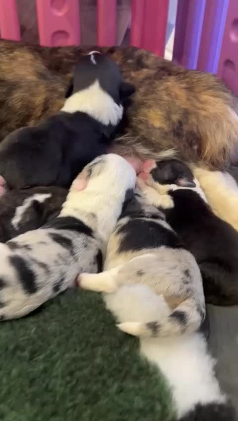 Welsh Corgi Cardigan dogs for stud: Proven Blue Merle corgi stud boy.  - Video 1