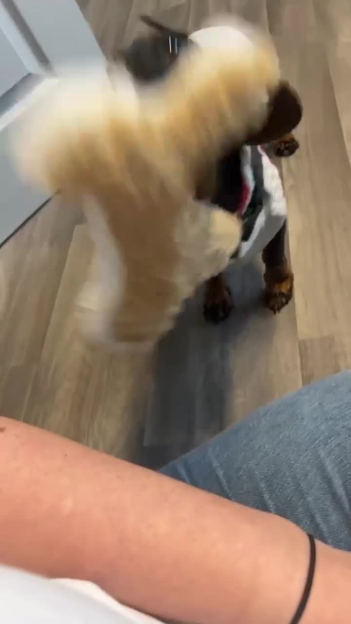 Dachshund dogs for sale: Dachund  - Video 1