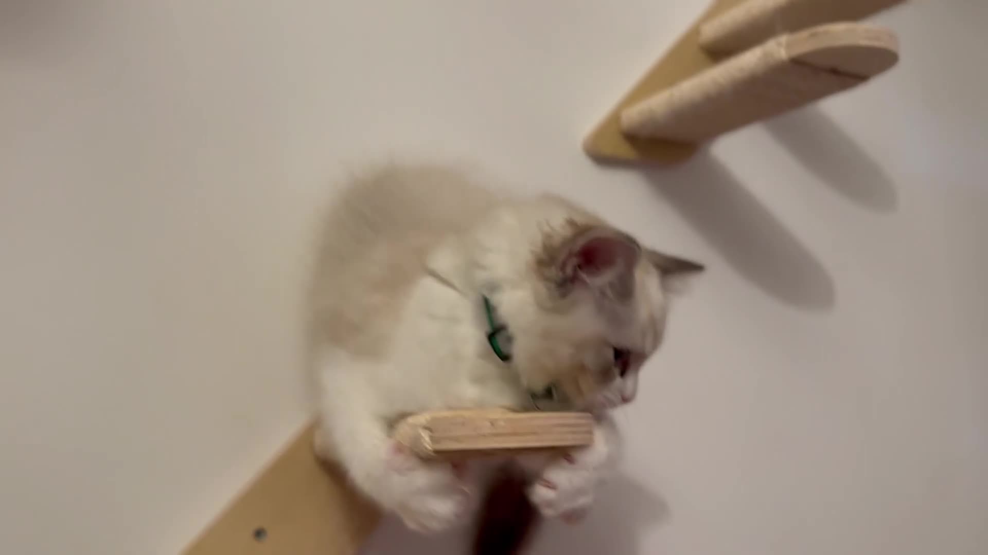 Ragdoll cats for sale: Ragdoll kittens TICA beautiful quality cats  - Video 2