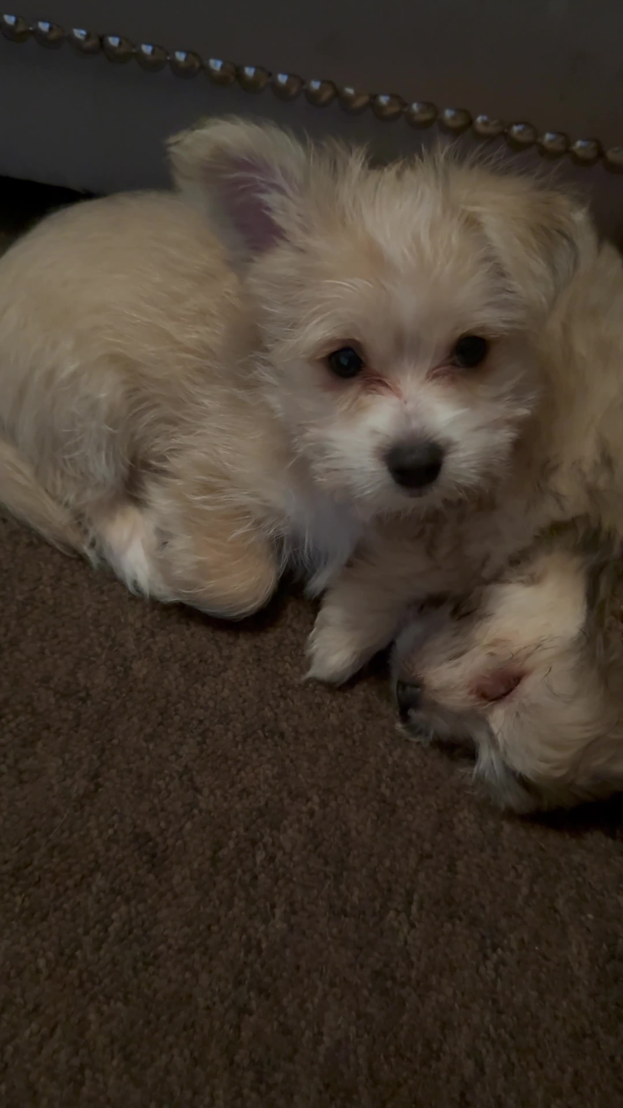 Mixed Breed dogs for sale: Ready to go! Unique mix - Maltese x JackChi Pups - Video 5