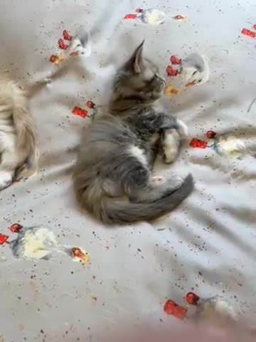 Maine Coon cats for sale: Superb full pedigree Maine Coon Kittens  - Video 3