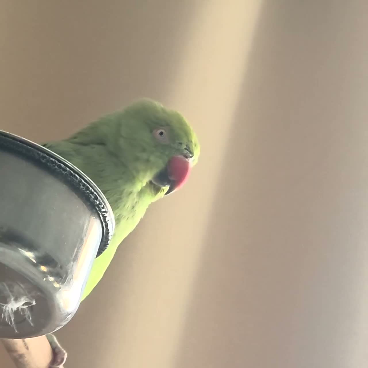 Parakeets birds for sale: Ringneck in Rochester - Video 1