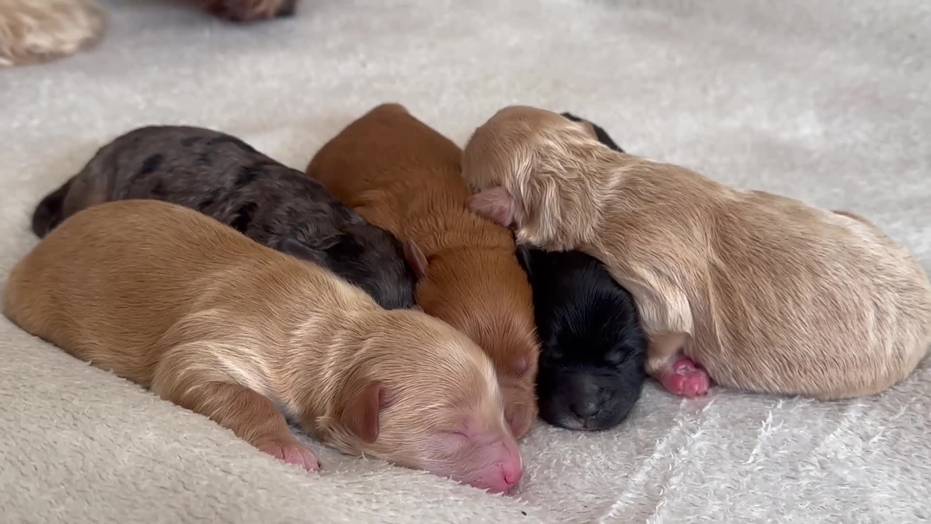 Cockapoo dogs for sale: Stunning F1B cockapoos reservation open in Bradford - Video 3