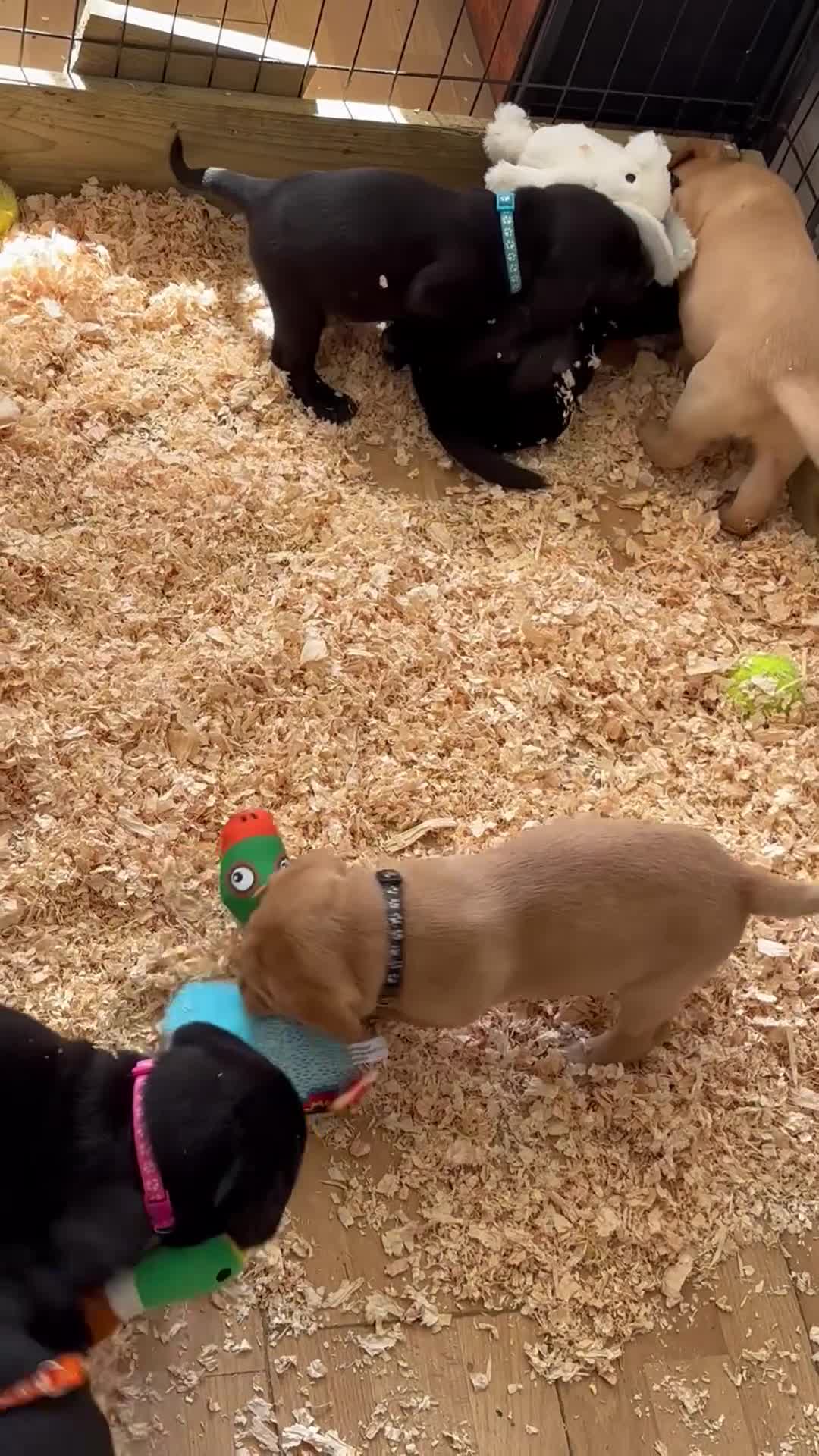 Labrador Retriever dogs for sale: Labrador - Video 1
