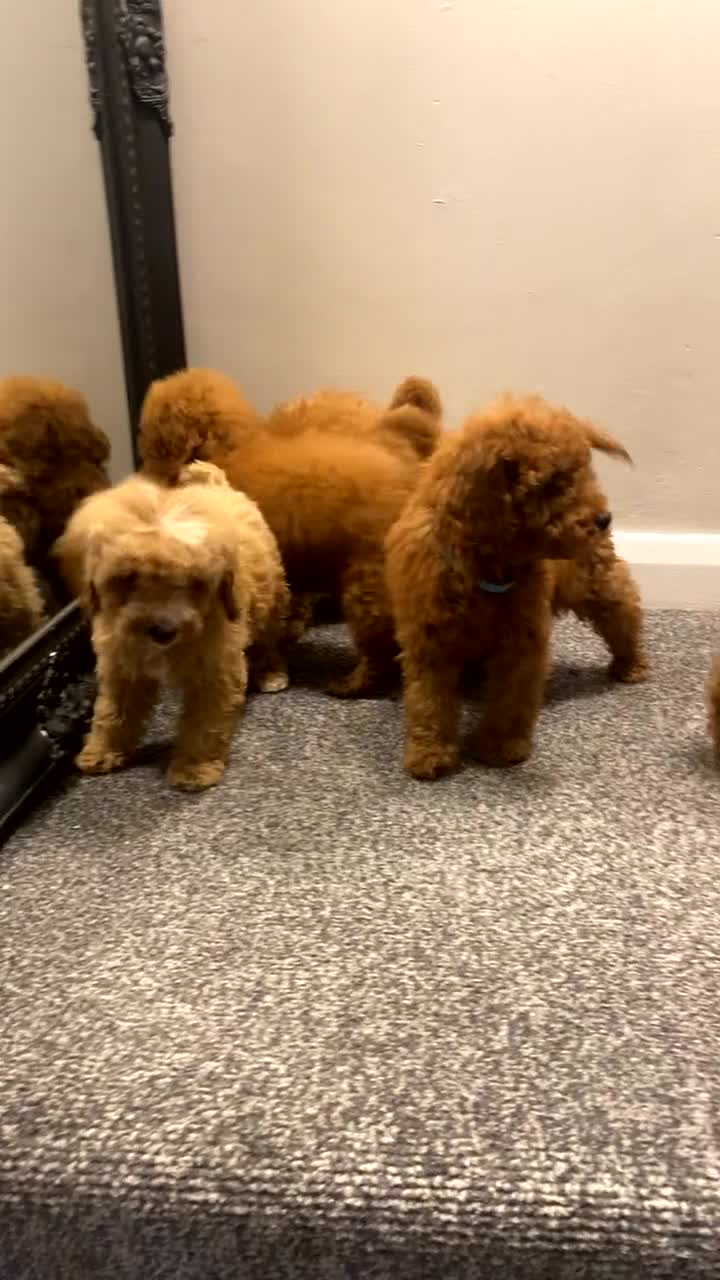 Miniature Poodle dogs for sale: Gorgeous Red Minature Poodles Puppies  - Video 3
