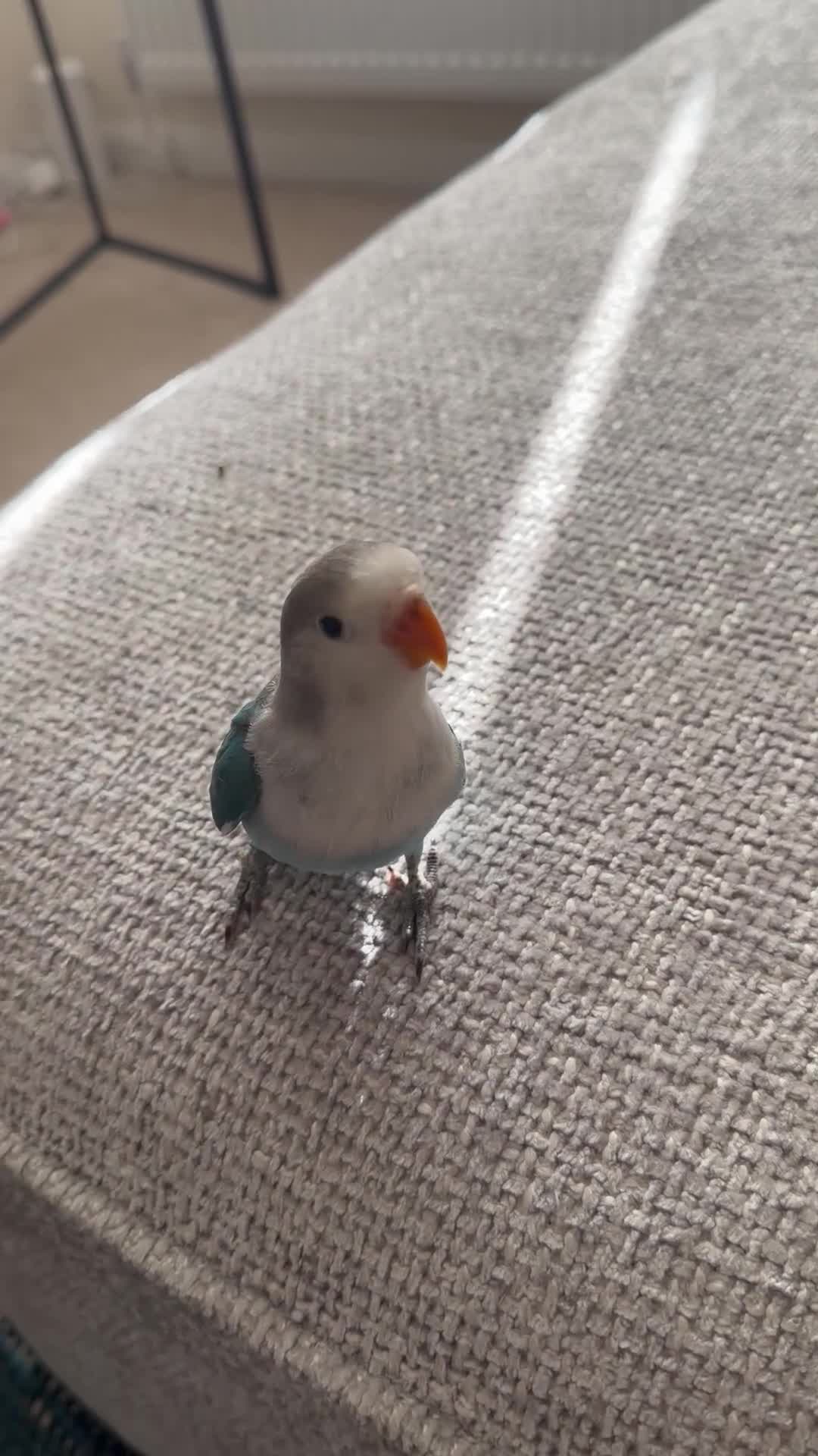 Lovebirds birds for sale: 2 amazing male love birds for sale in Woking - Video 2