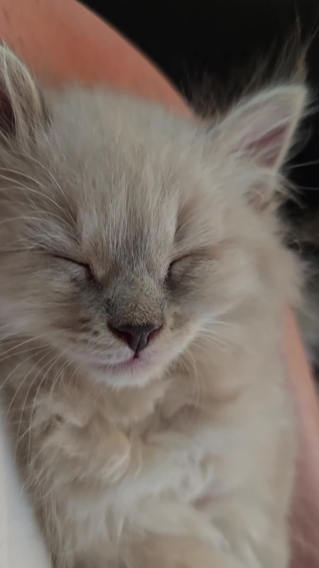 Siberian cats for sale: Beautiful GCCF Neva Masquerade Girl – Figa - Video 2
