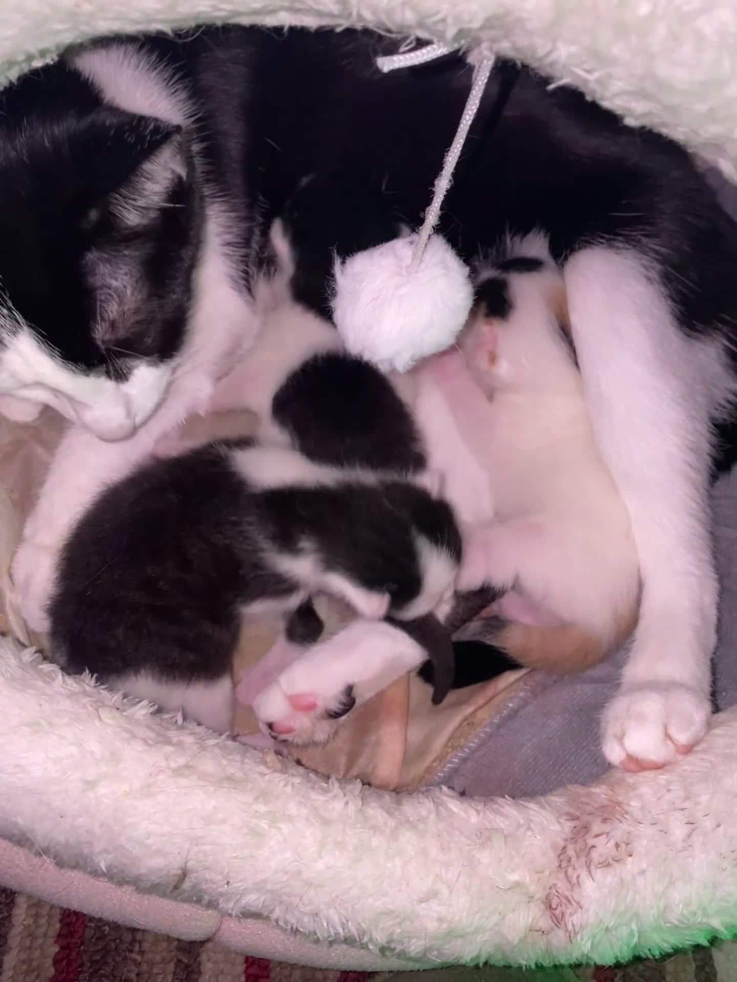 British Shorthair cats for sale: AVAILABLE 2 Beautifulbou kittens identical twins  - Video 1