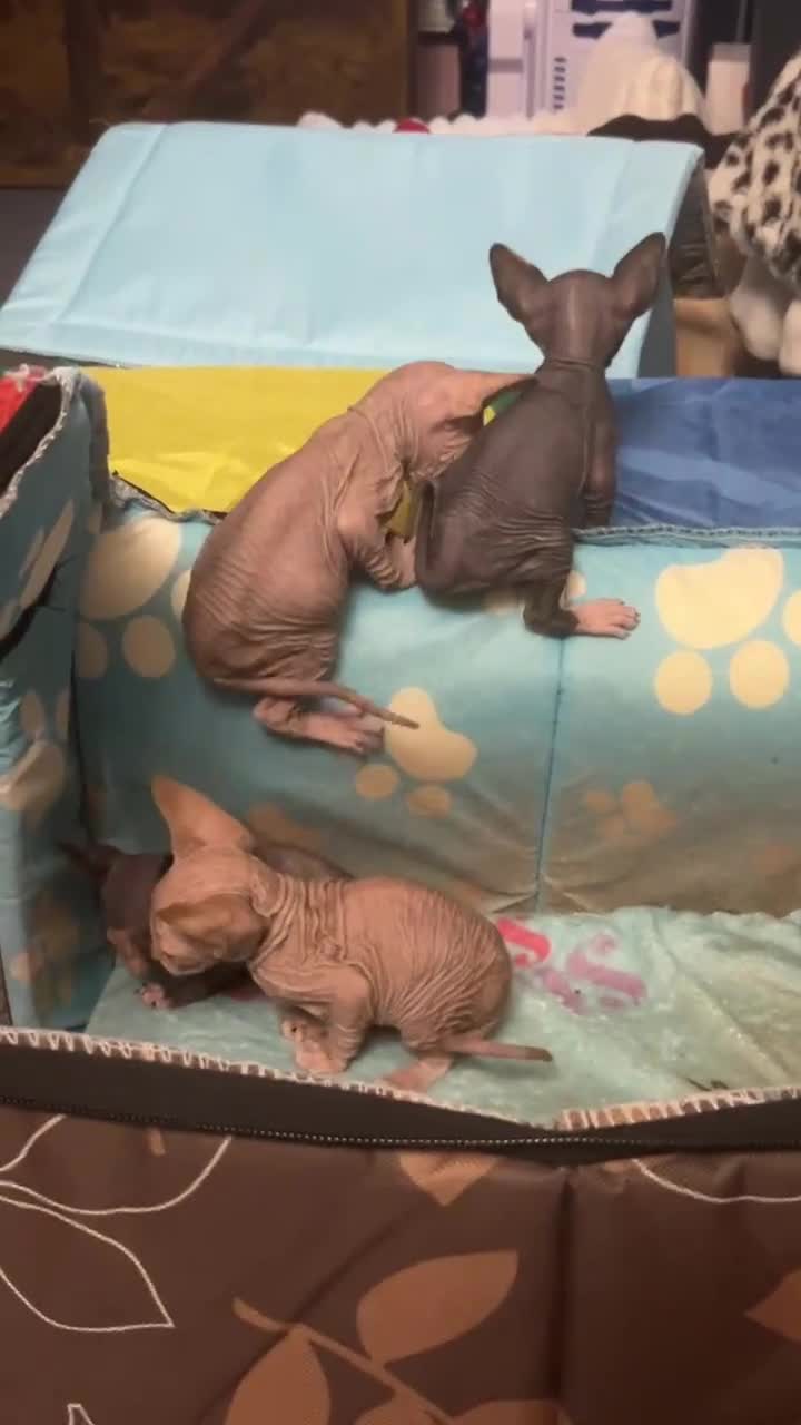 Sphynx cats for sale: Beautiful spynx kittens  - Video 1
