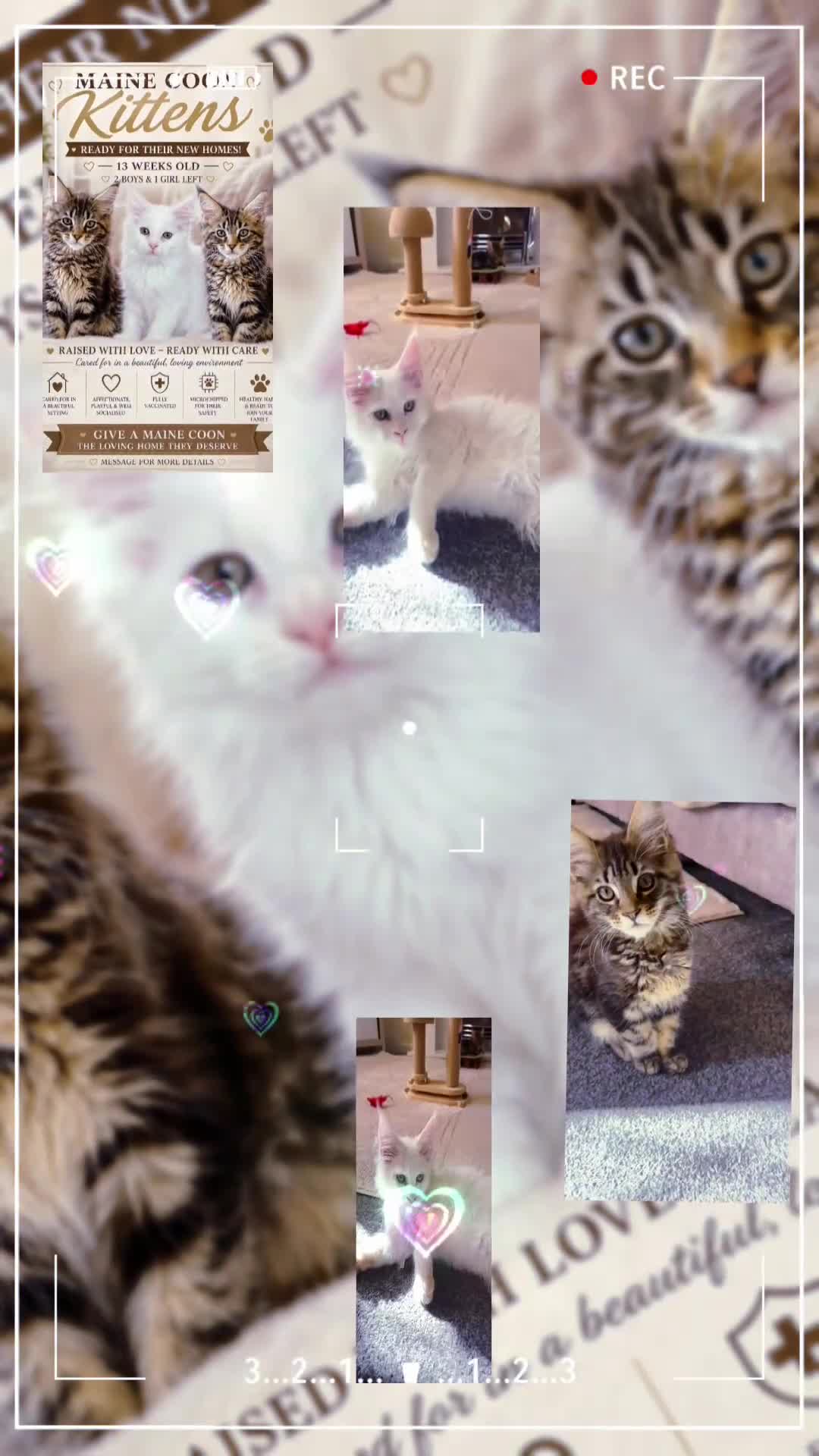 Maine Coon cats for sale: Maine coon kittens looking for new homes - Video 4