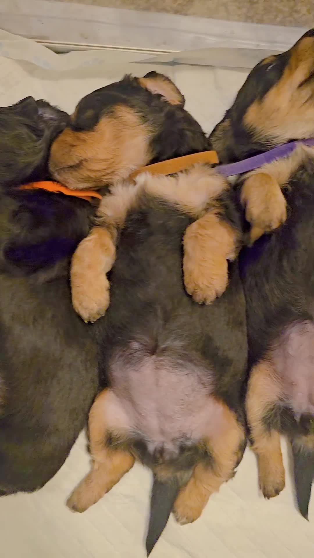 Mixed Breed dogs for sale: Dachshund x Labradoodle  - Video 1