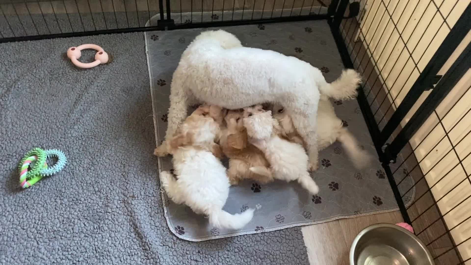 Cavapoochon dogs for sale: Cavapoochon puppies with 5 weeks free insurance   - Video 4