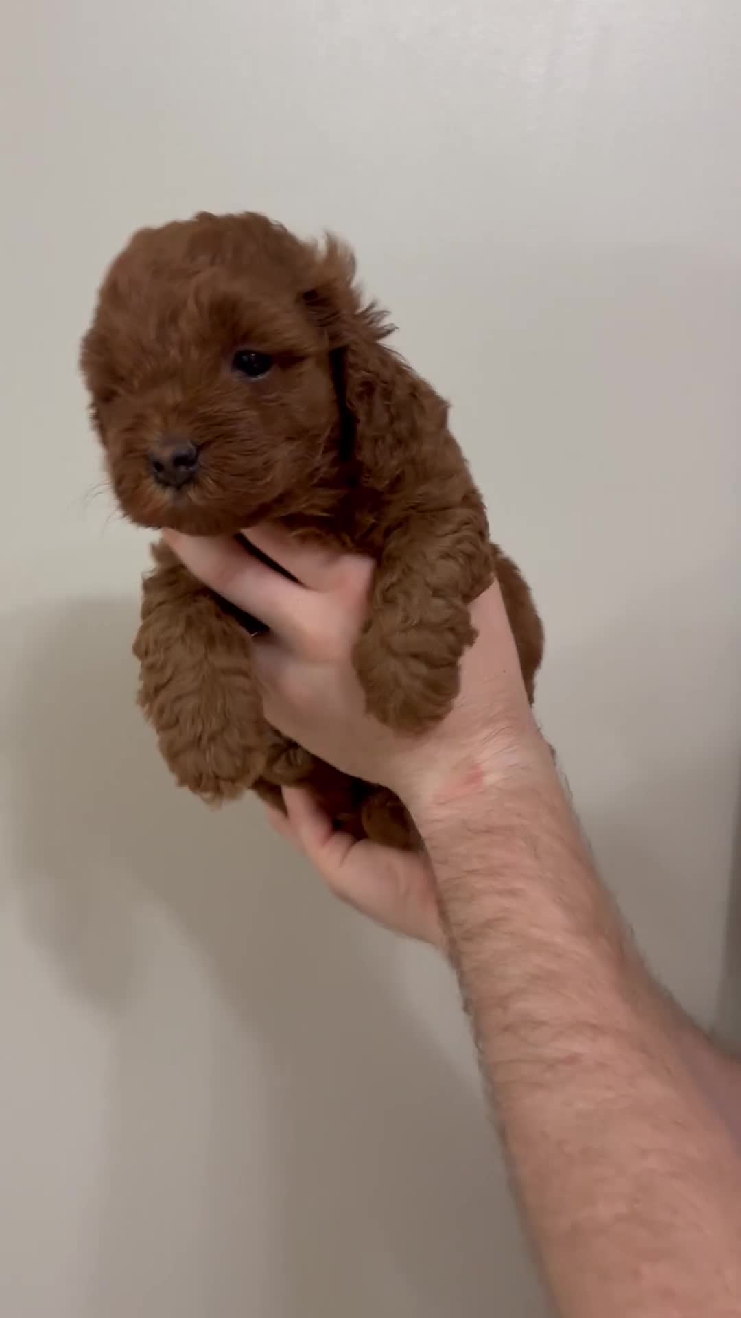 Cockapoo dogs for sale: Dark Fox Red F1B Toy Cockapoos in Cardiff - Video 1