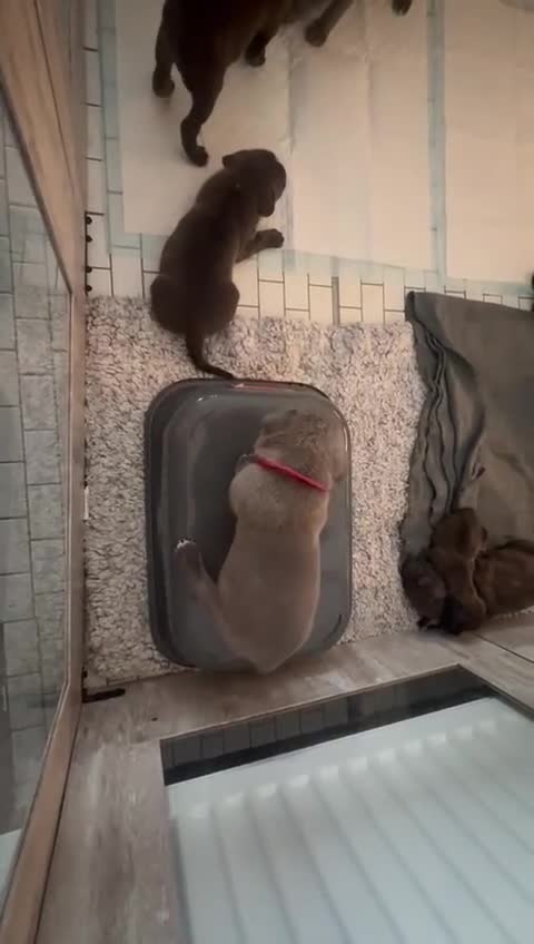 American Bully dogs for sale: 10 beautiful American Bullies🤍 - Video 1