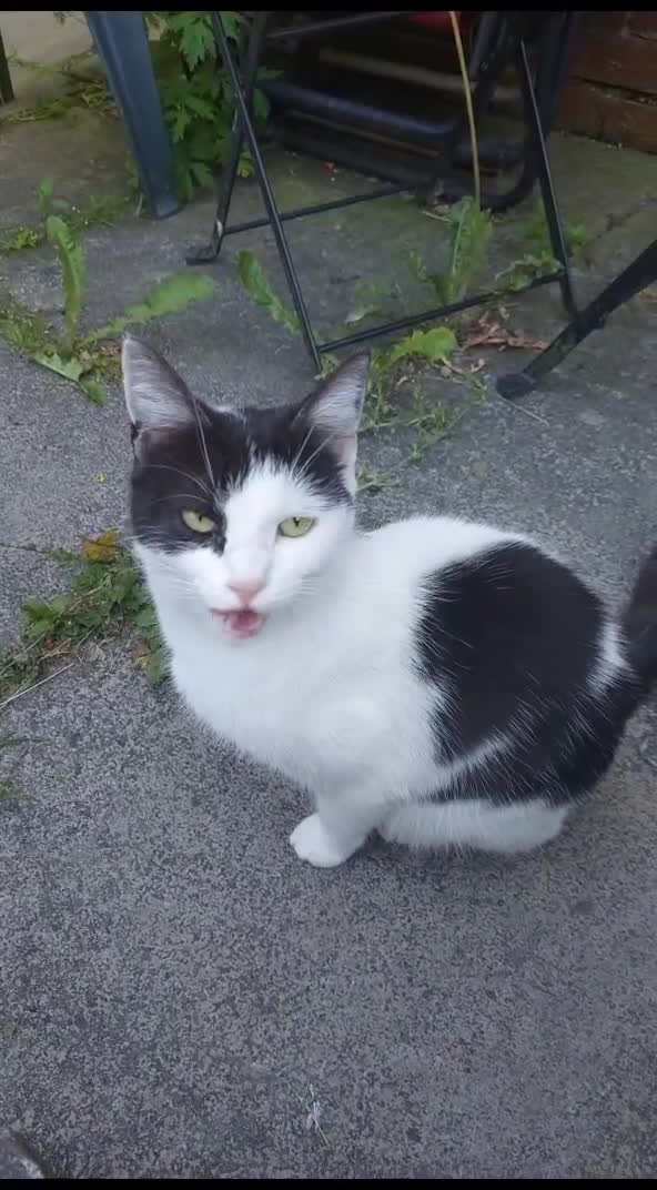 Mixed Breed cats for sale: Free to good homes - Video 1