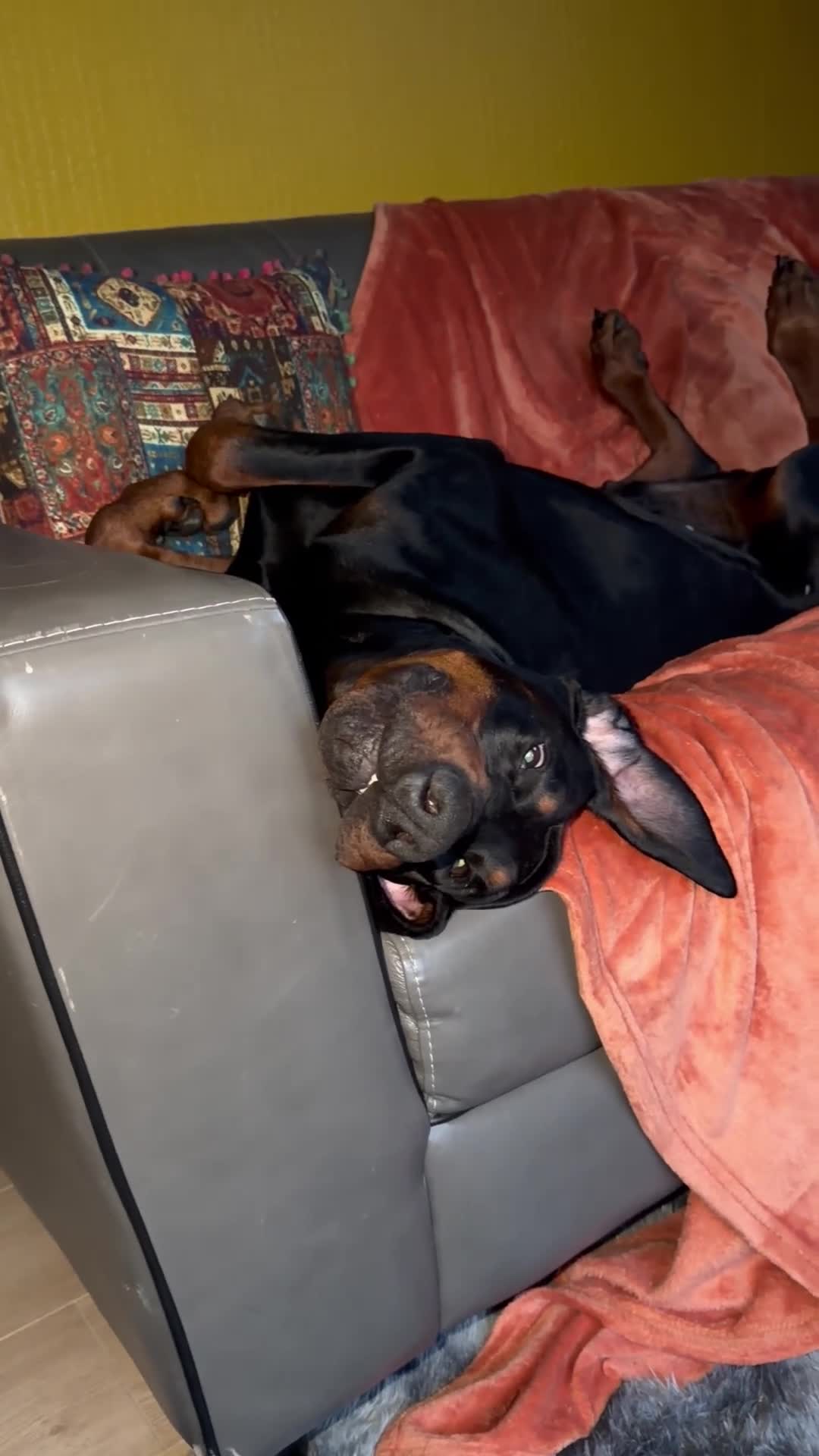 Dobermann dogs for sale: 5 year Old Male - Video 2