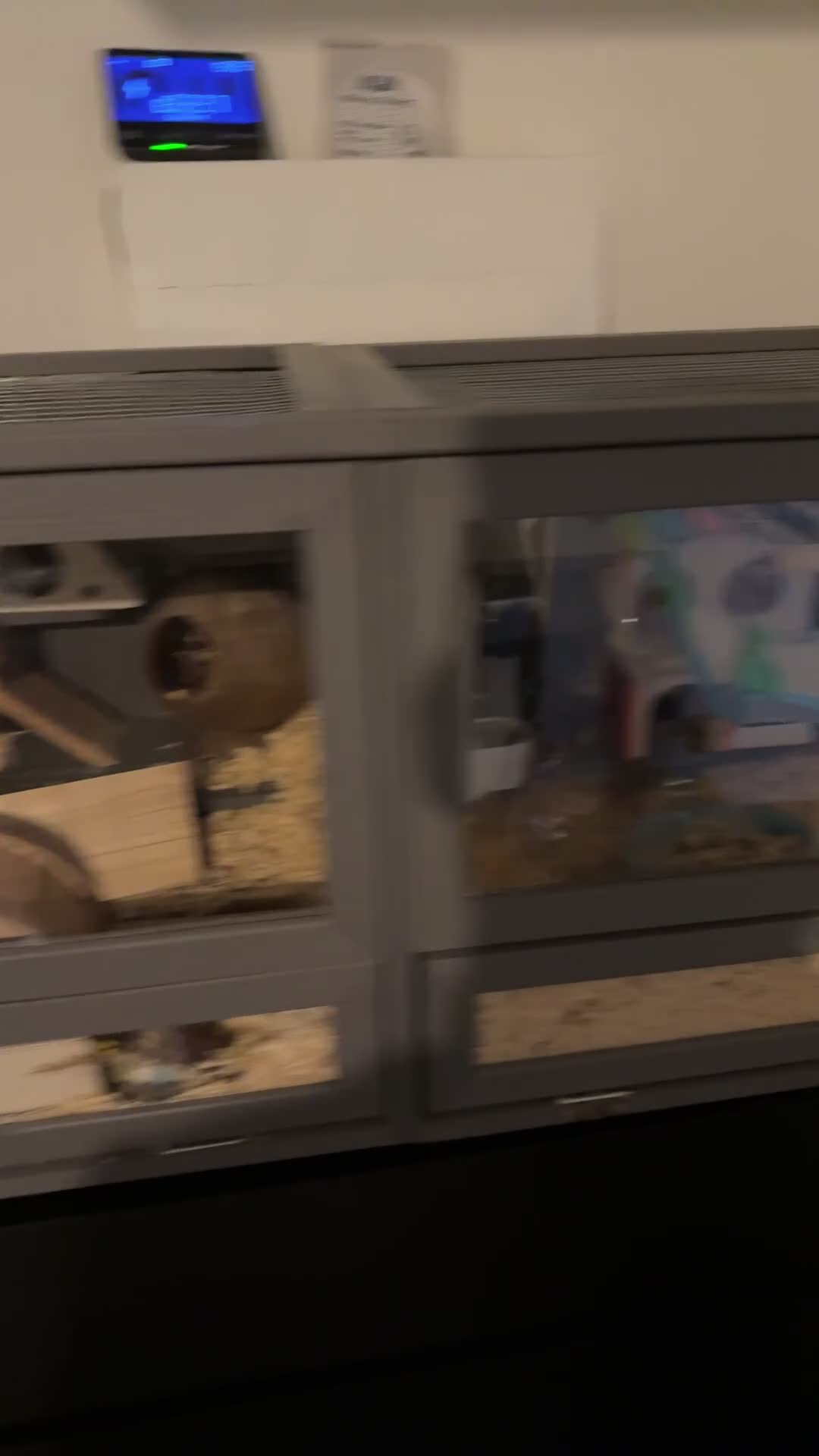 Hamster rodents for sale: Ella it’s looking for a new home  - Video 3