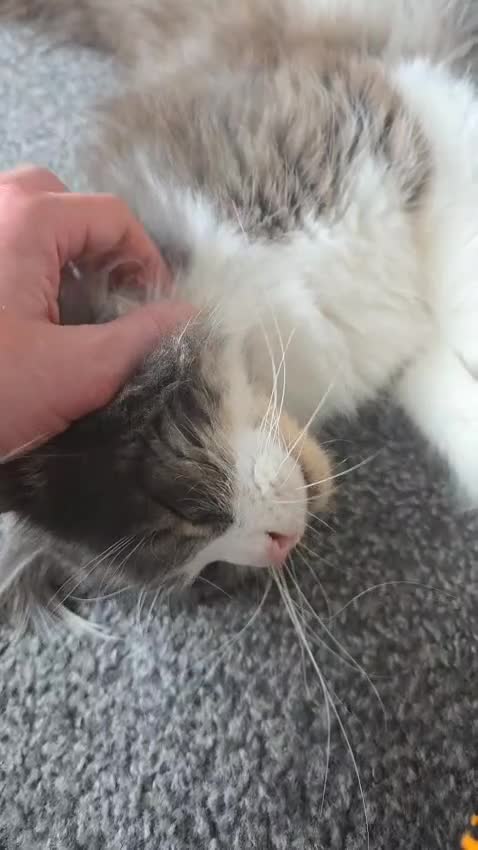 Maine Coon cats for sale: 5* Home only maine coon rehome 2 years old - Video 2