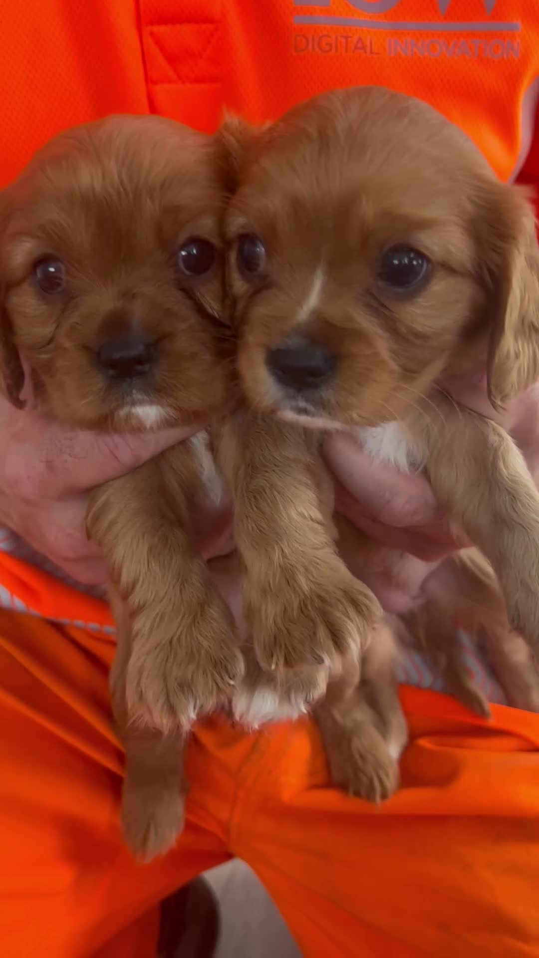 Cavalier King Charles Spaniel dogs for sale: Ruby cavalier king charles - Video 1