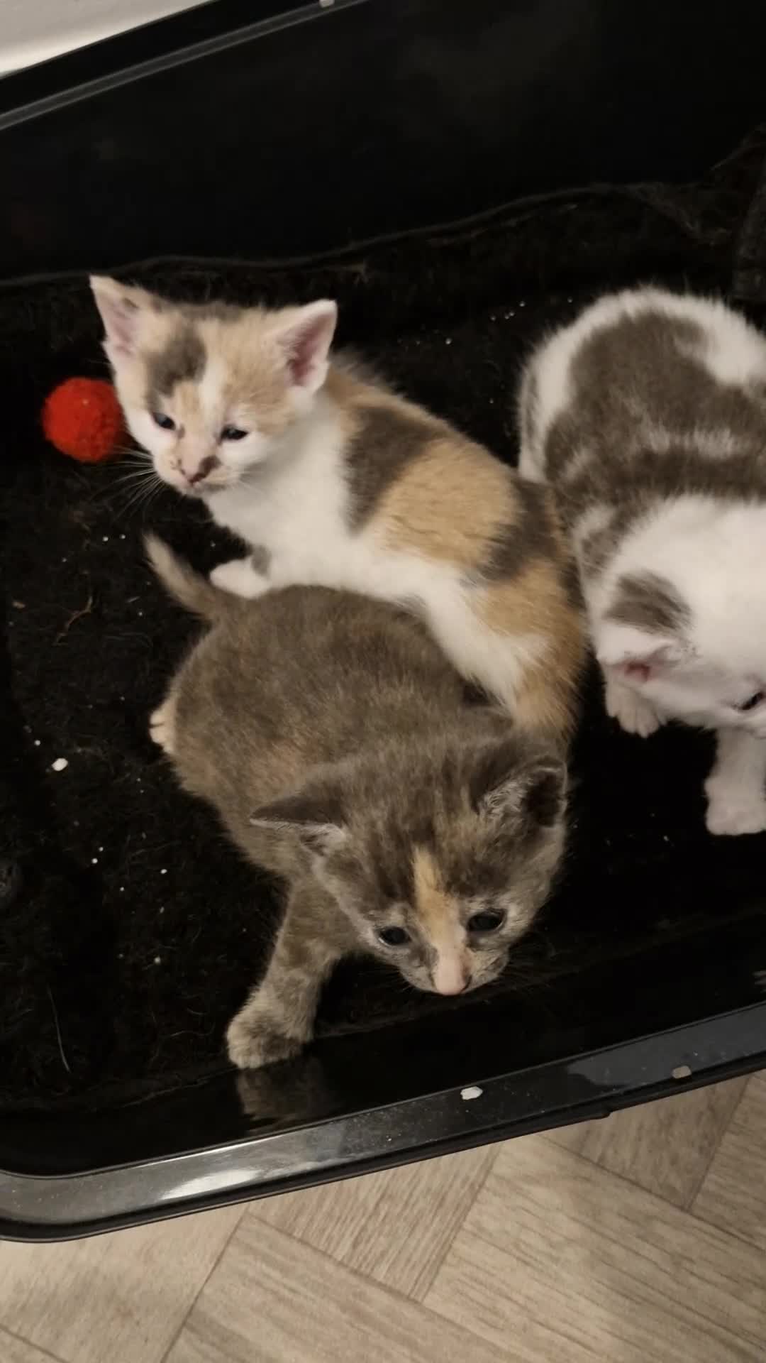 British Shorthair cats for sale: STUNNING RARE DILUTE CALICO KITTENS   - Video 2